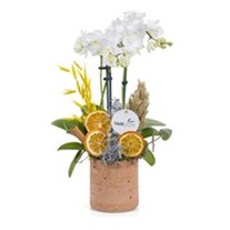 Tropical Premium Orkide Design