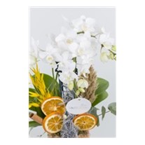 Tropical Premium Orkide Design