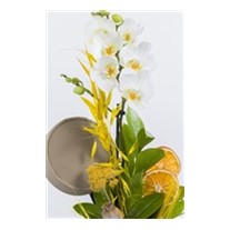 Soft Feather Orkide