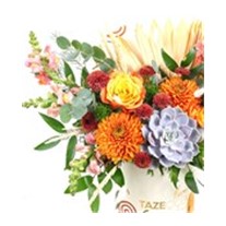 Forest Orange Box