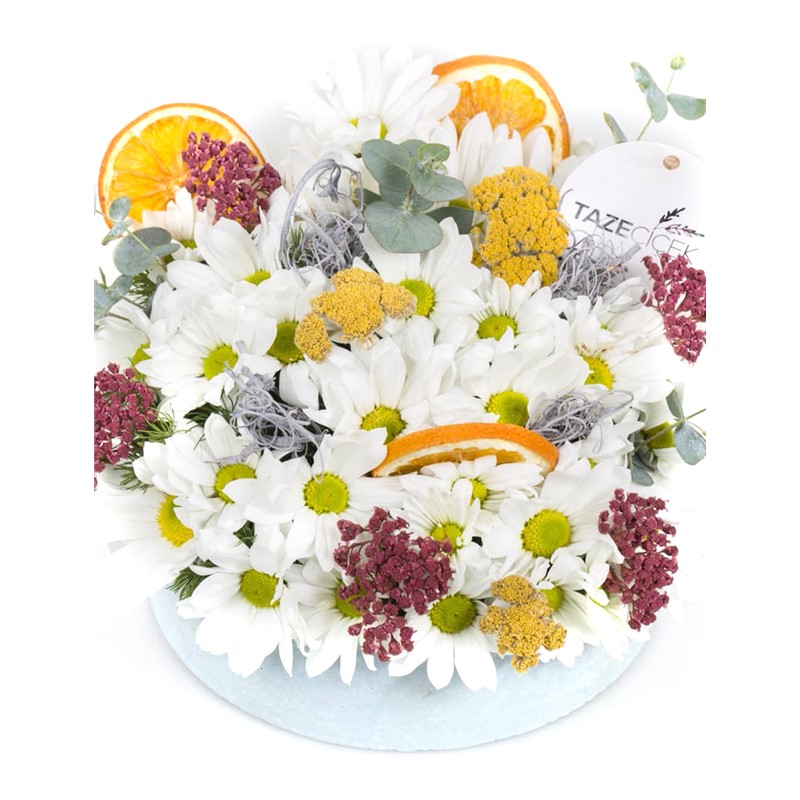 Natural Daisy Sunlight Papatya