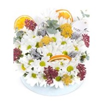 Natural Daisy Sunlight Papatya