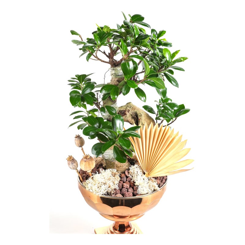 Luxury Bonsai Tree