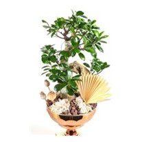 Luxury Bonsai Tree