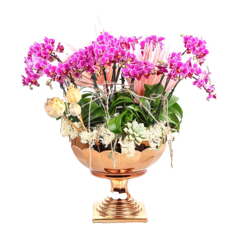 Lots Of Mini Orchids