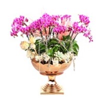 Lots Of Mini Orchids