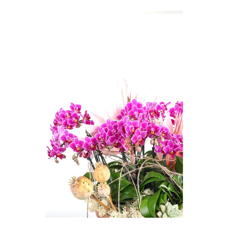 Lots Of Mini Orchids