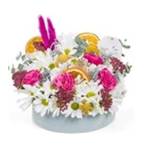 Natural Light Pink Daisy
