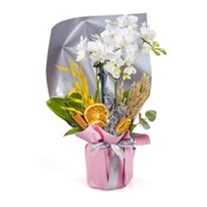 Ascella Midi Orkide