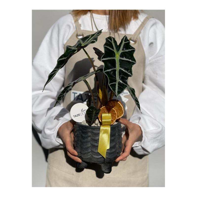 Green Alocasia Fil Kulağı