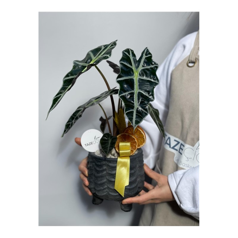 Green Alocasia Fil Kulağı