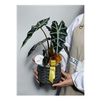 Green Alocasia Fil Kulağı