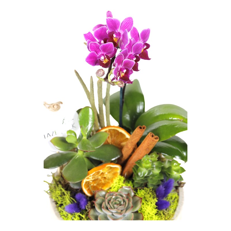 Moon Face Teraryum