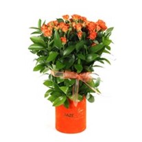 Alive Orange Flower