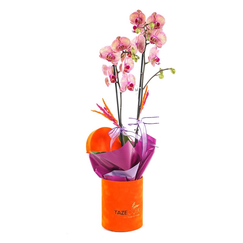 Orchid Gift Box