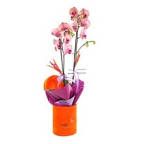 Orchid Gift Box