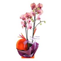 Orchid Gift Box