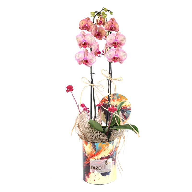 Amazing Design Orchid