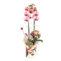 Amazing Design Orchid