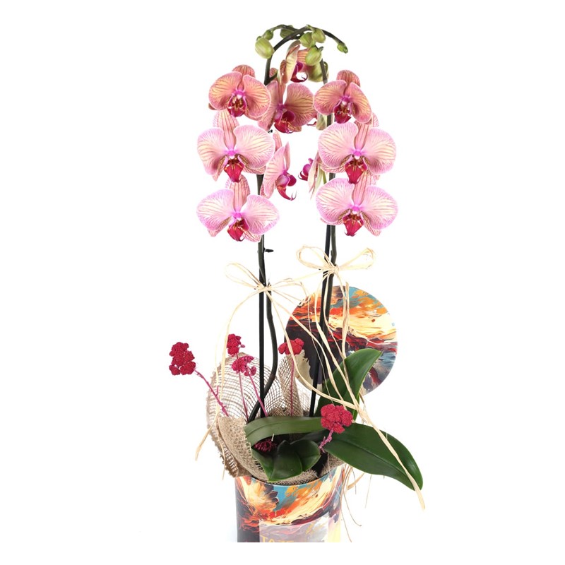 Amazing Design Orchid