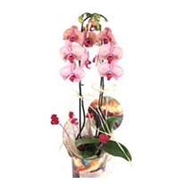Amazing Design Orchid