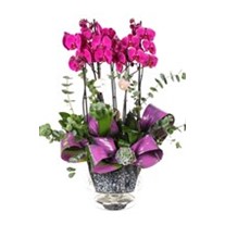 Creative Purple