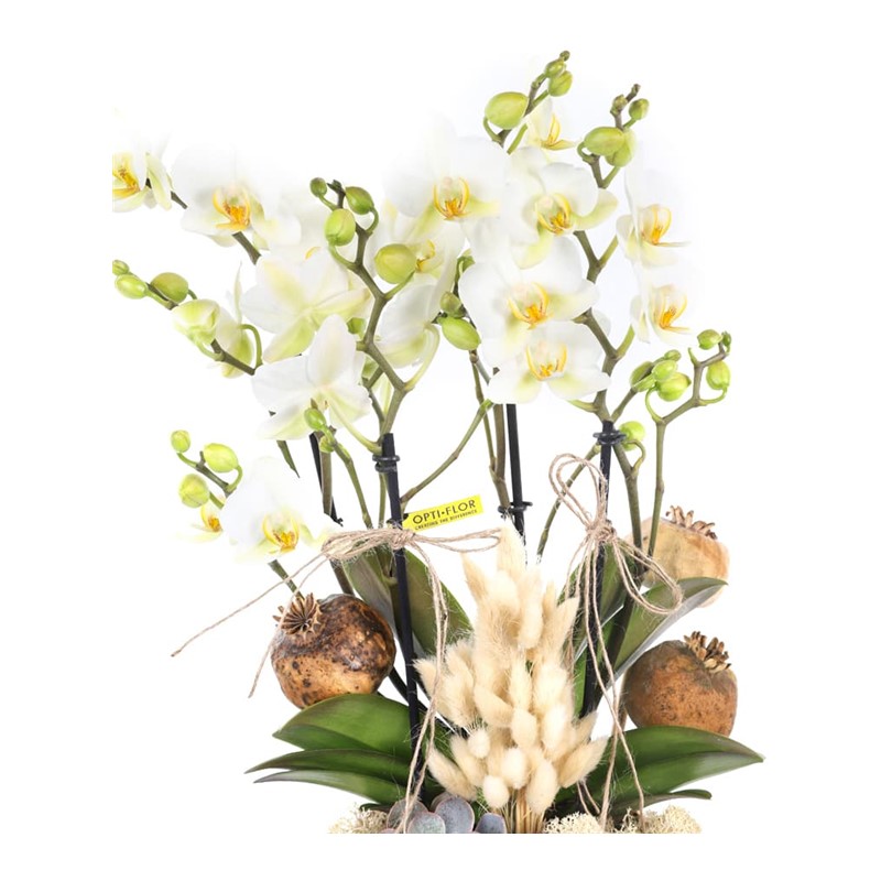 Orchids Everywhere