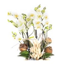 Orchids Everywhere