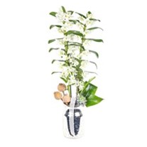 Flawless Dendrobium