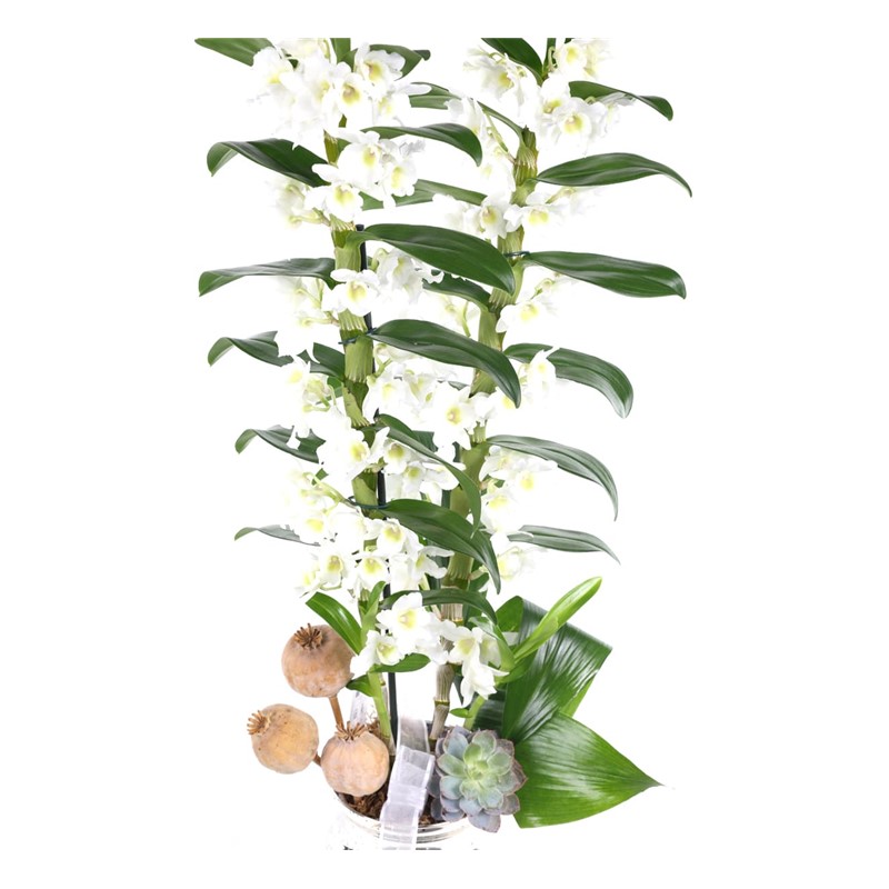 Flawless Dendrobium