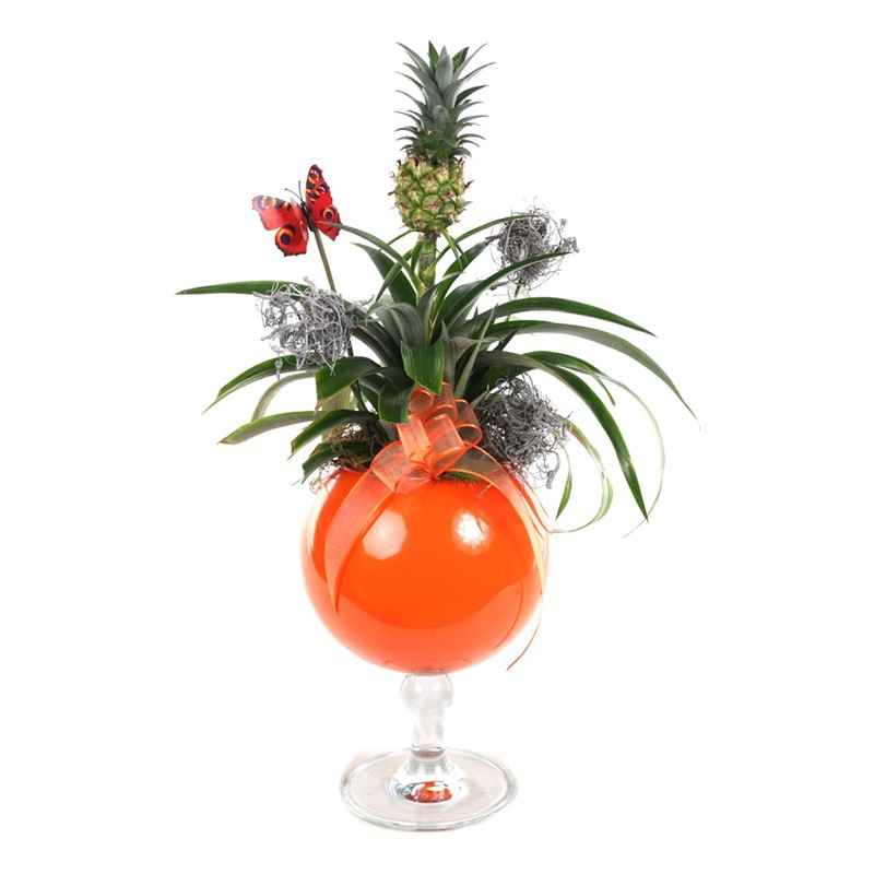 Pineapple Plant