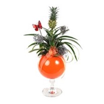 Pineapple Plant