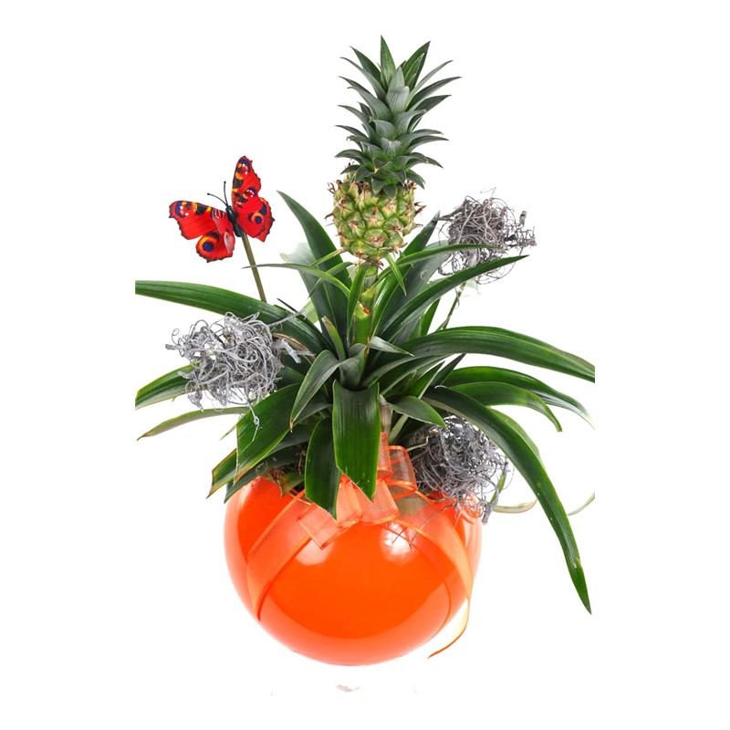 Pineapple Plant