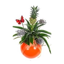 Pineapple Plant