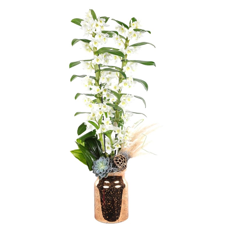 Glory Dendrobium