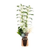 Glory Dendrobium