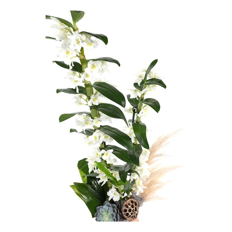 Glory Dendrobium