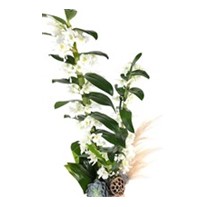 Glory Dendrobium