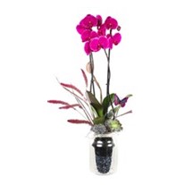 Butterfly Purple Orkide