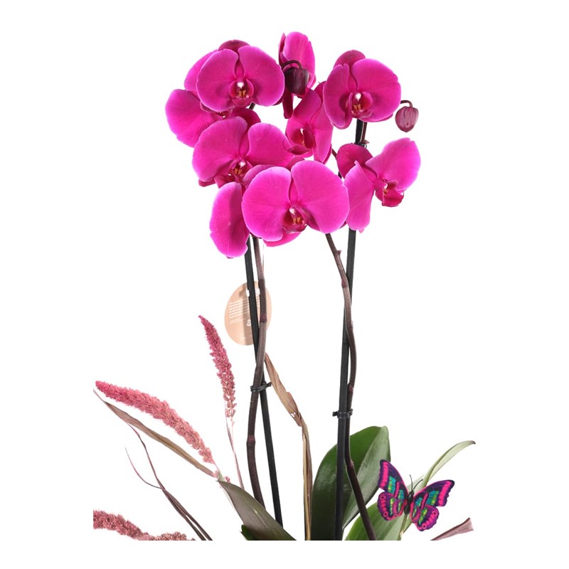 Butterfly Purple Orkide