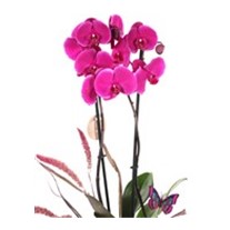 Butterfly Purple Orkide