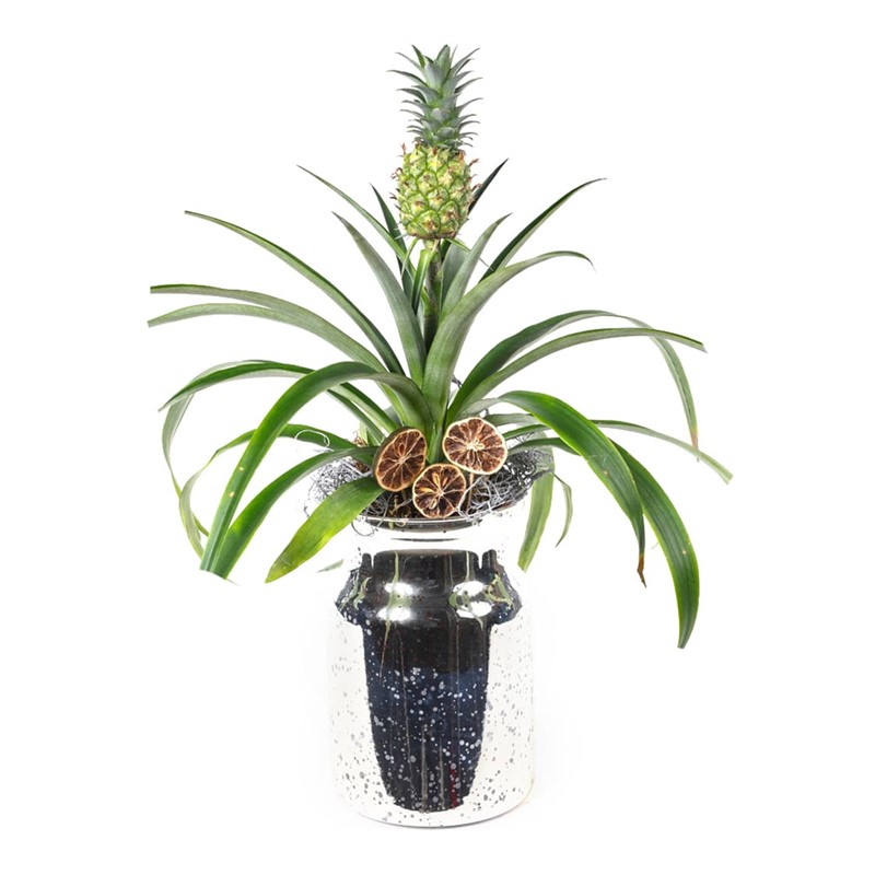 Live Pineapple