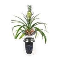 Live Pineapple