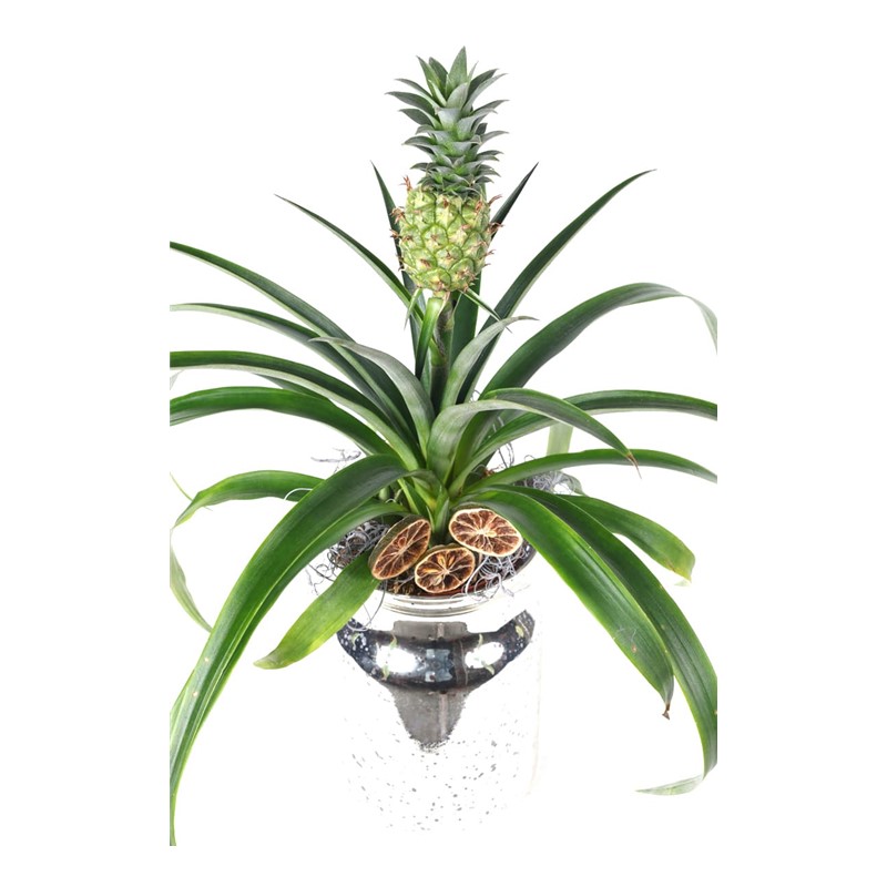 Live Pineapple