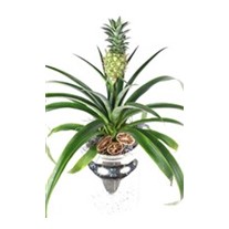 Live Pineapple