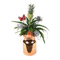 Luxury Pineapple