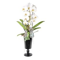 Luxury Model Orchid