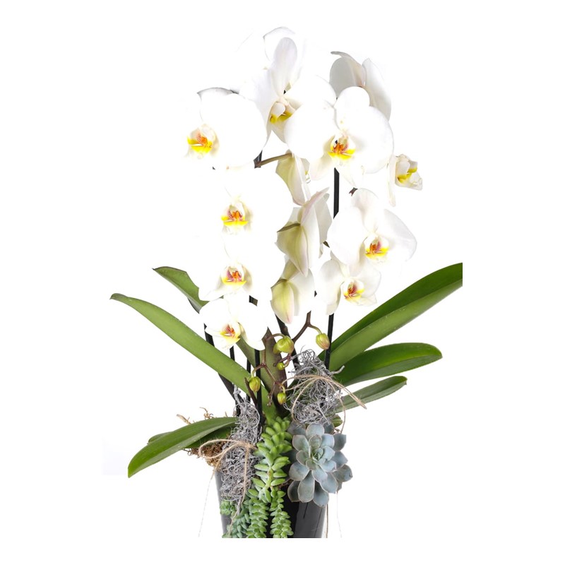 Luxury Model Orchid