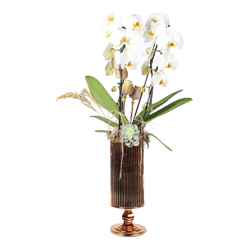 Miracle Orchid