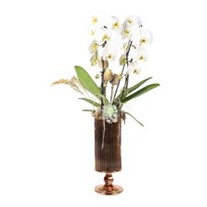 Miracle Orchid